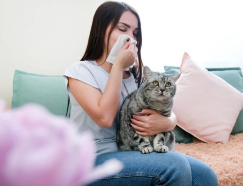Koty dla alergika – czy to dobry pomysł? Czy istnieją koty nieuczulające?