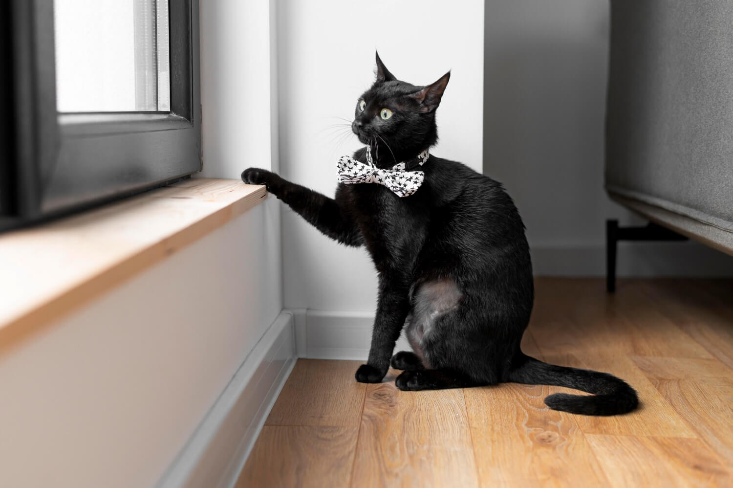 dlaczego-koty-drapia-meble