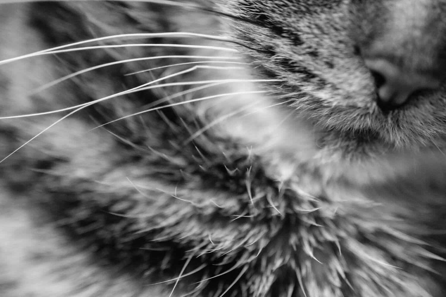 jak-dbac-o-siersc-kota