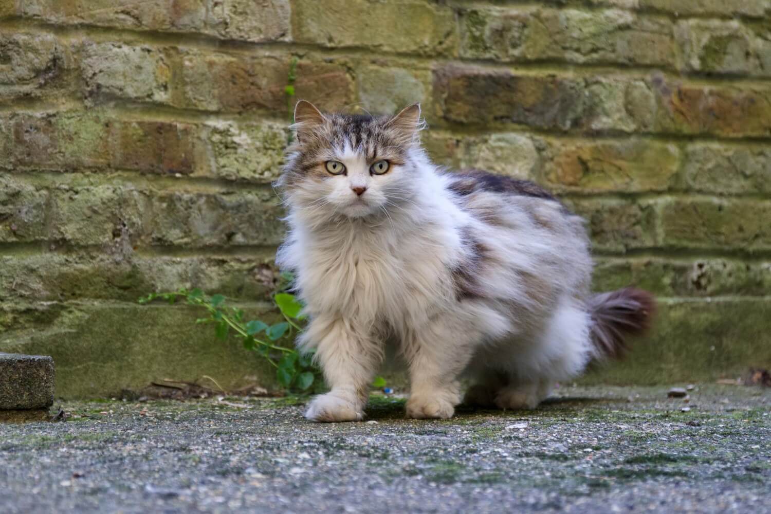 kot-ragdoll-opis-i-charakterystyka