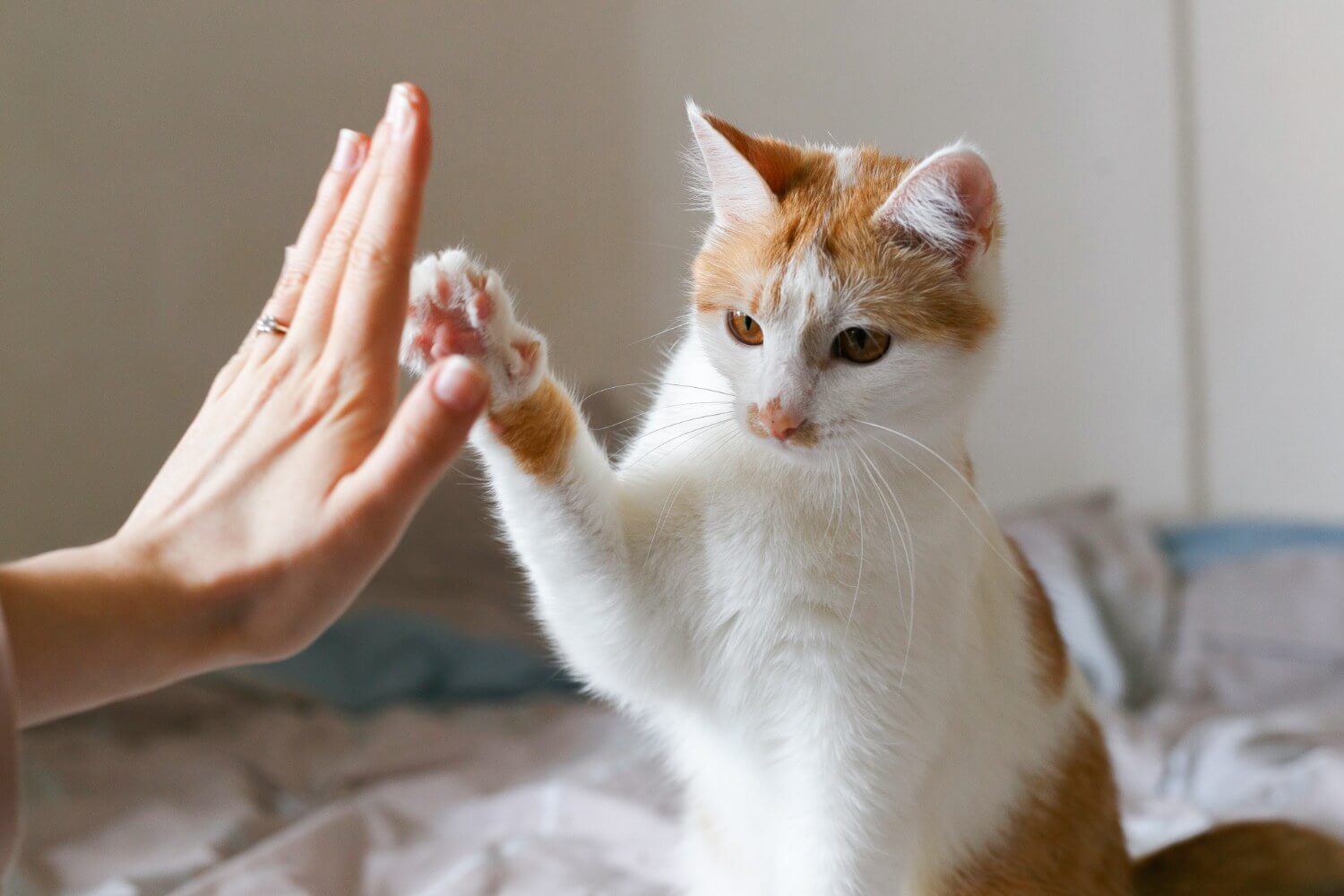 jak-zrozumiec-mowe-ciala-kota