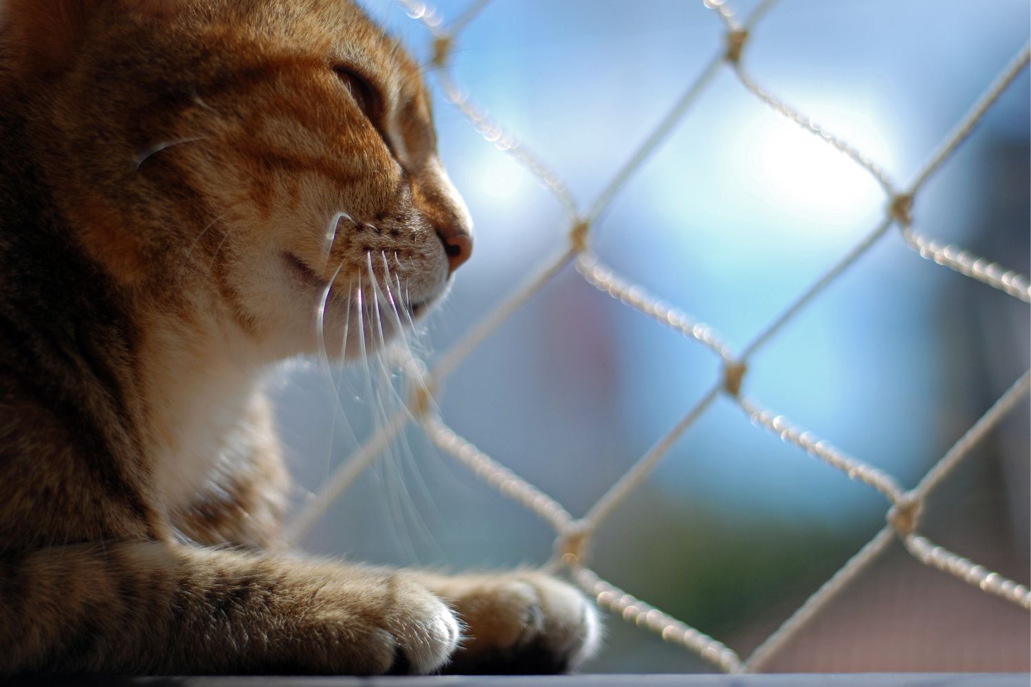 Siatka na balkon dla kota